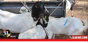 Kambing Bantuan Hewan Ternak Pemkab Lombok Tengah