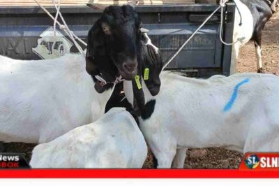 Kambing Bantuan Hewan Ternak Pemkab Lombok Tengah