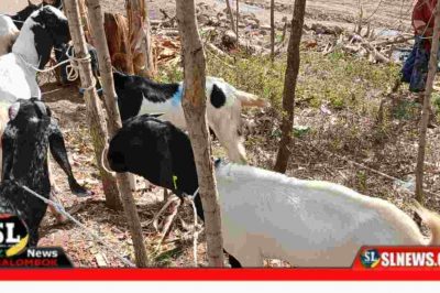 Dugan Permainan dan Rekayasa Tender Pengadaan Bantuan Hewan Ternak di Lombok Tengah