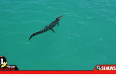 Buaya berkeliaran di Pantai Aan Lombok Tengah