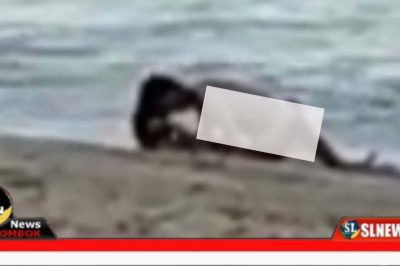 Bule Terekam Tengah Berhubungan Seks di Pantai KEK The Mandalika