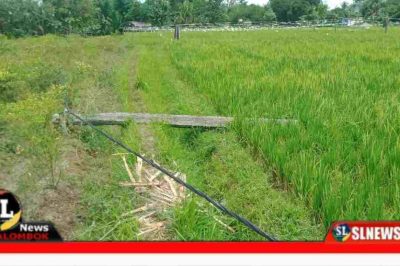 Kabel Listrik Jatuh dan Terkelupas di Desa Bilebante