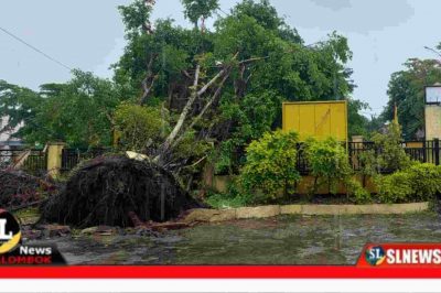 Pohon Beringin Di Halaman DPD II Golkar Lombok Tengah Tumbang