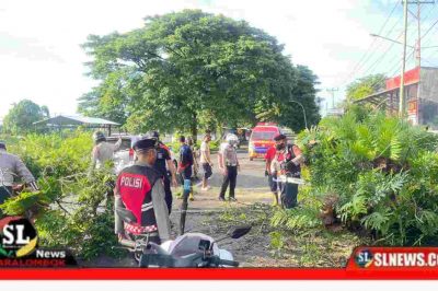 Pohon Tumbang di Simpang Empat Tiga Dara Kota Praya