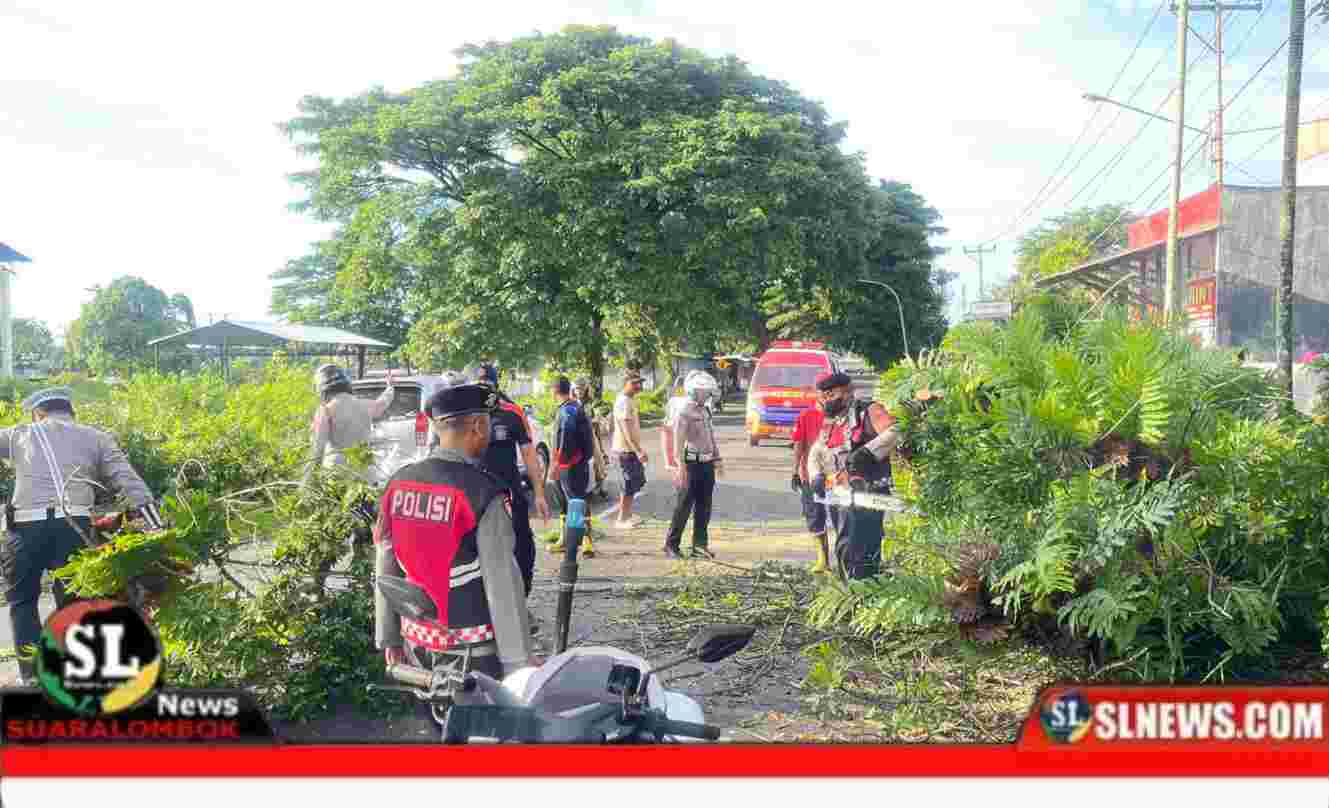 Pohon Tumbang di Simpang Empat Tiga Dara Kota Praya