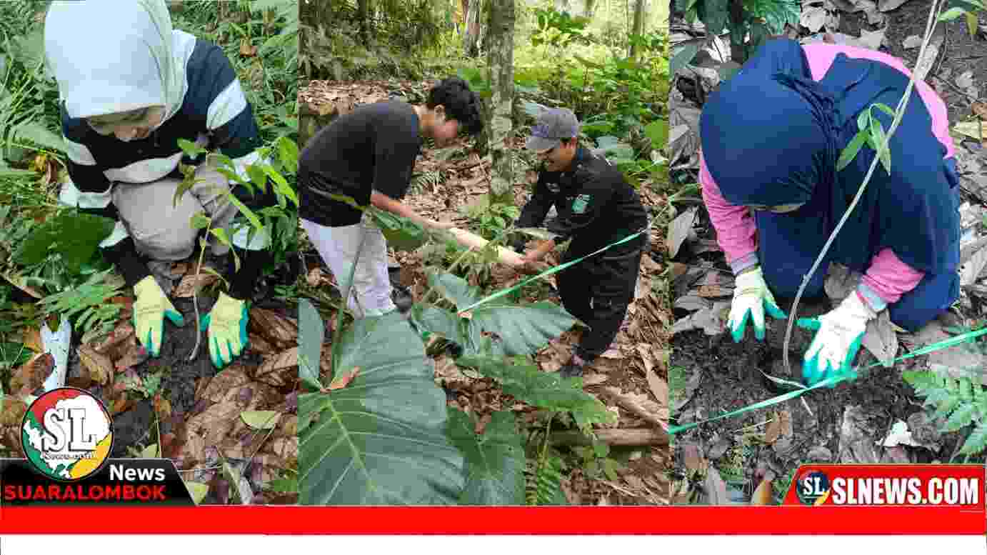 Mahasiswa Unram Tanam Gaharu di Senaru