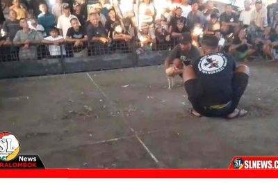 Aktivitas Judi Sabung Ayam di Batu Bolong Lombok Tengah
