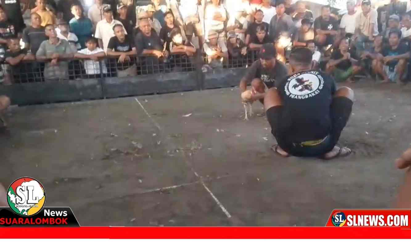 Aktivitas Judi Sabung Ayam di Batu Bolong Lombok Tengah